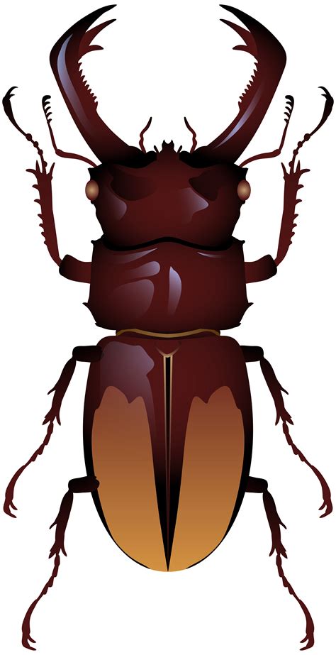 Beetle clipart arthropod, Beetle arthropod Transparent FREE for download on WebStockReview 2023