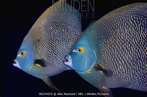 French Angelfish stock photo - Minden Pictures