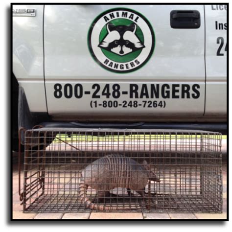 Armadillo Removal Services in Florida - Armadillo Control