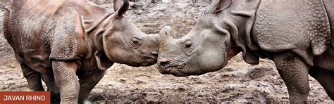 A closer look at the diets of the 5 Rhino Species on Earth | Rockwood