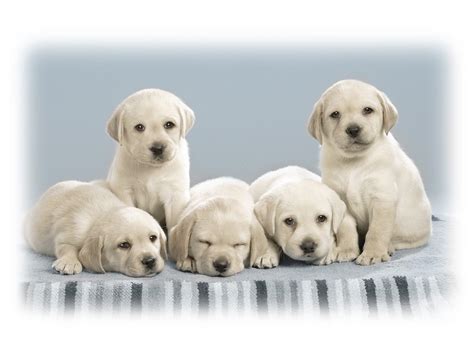 Cute Puppies Wallpapers | HD Wallpapers | ID #4993