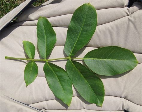 Broadleaf Leaf Key - Tree Guide UK - Broadleaf tree ID by leaf shape