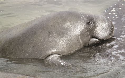 TECO Manatee Viewing Center Reaches Its 34th Season - Osprey Observer