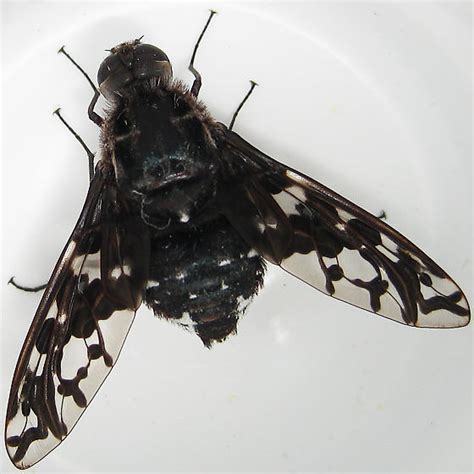 Tiger Bee Fly - Xenox tigrinus - BugGuide.Net