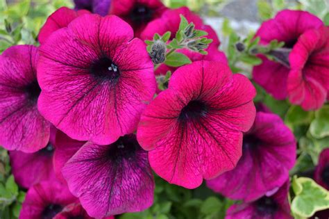 Download Petal Macro Nature Petunia HD Wallpaper