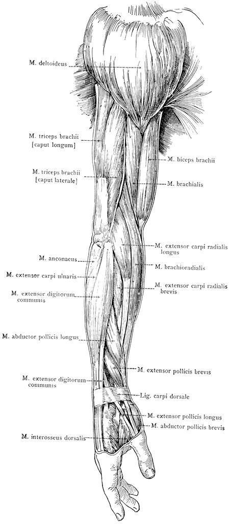 Lateral View of the Superficial Muscles of the Arm | ClipArt ETC