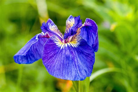 20 ALASKA IRIS Setosa Wild Flag Beachhead Blue Purple White Yellow Native Wetland Flower Seeds ...