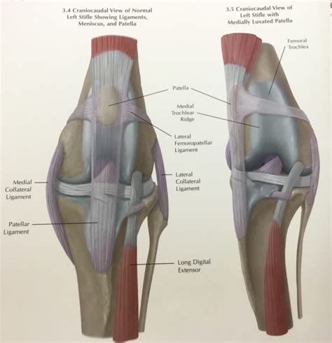 Luxating Patella – Veterinarians in Shelby Twp, Michigan | Veterinary General