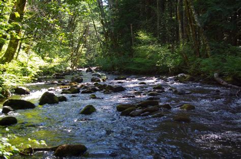 File:Salmon River at campsite, Salmon River Trail.jpg - Hiking in ...