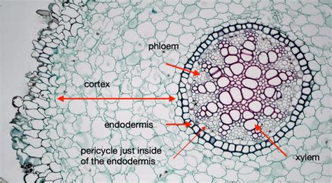 1.8: Vascular plant anatomy- primary growth - Biology LibreTexts