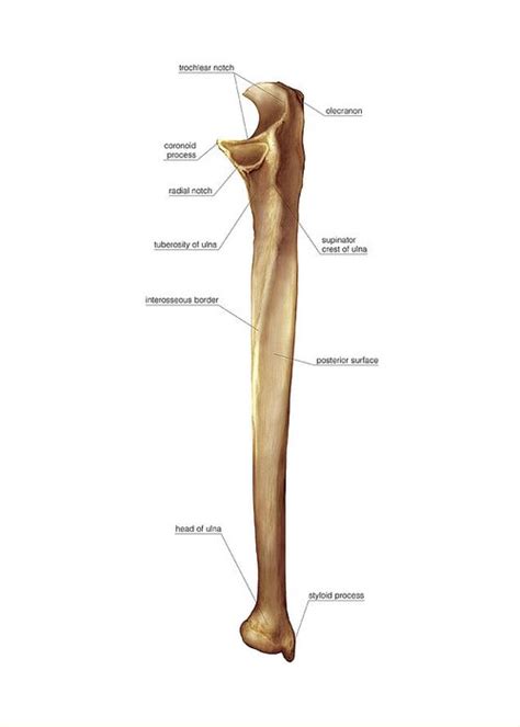 Ulna Bone Greeting Card for Sale by Asklepios Medical Atlas