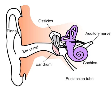 1 Diagram Showing The Structure Of The Human Ear Detailing The Parts | Images and Photos finder