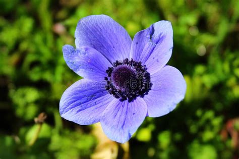 Blue Poppy Anemone, Windflower or Lilies-or-the-field Flower in a ...