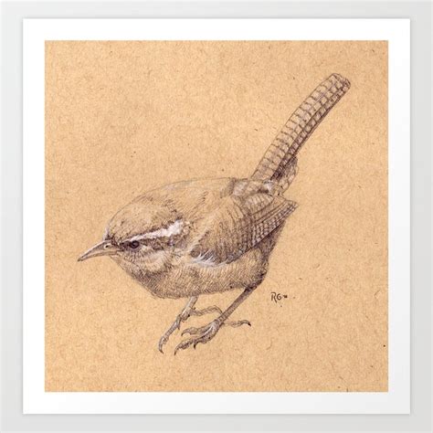 Carolina Wren Drawing at PaintingValley.com | Explore collection of Carolina Wren Drawing