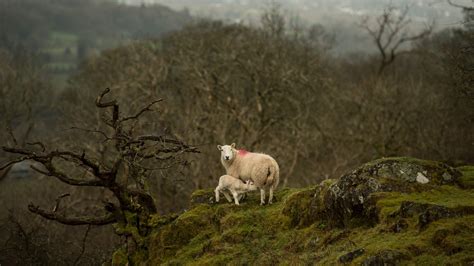 Think Sustainability Is Simple? This Sheep Farmer Would Like a Word ...