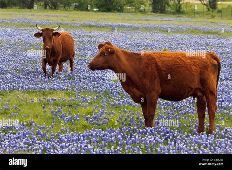 bluebonnets, field, cows, Ennis, Texas, USA Stock Photo - Alamy