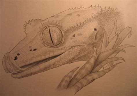 Crested Gecko by amelthia72 on DeviantArt