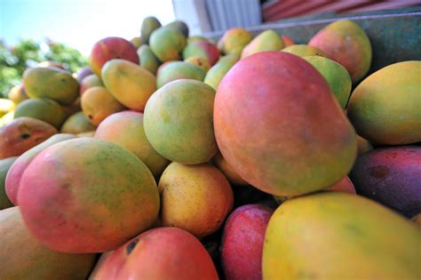 Why Asian investors may pick Bowen mango farms | Mackay Daily Mercury