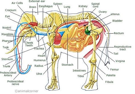 17 Best images about References_Elephantidae on Pinterest | An elephant, Anatomy and Trunks