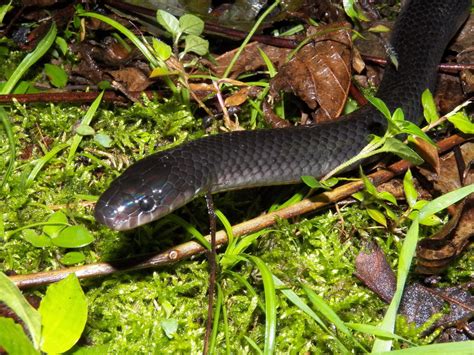 Cazadora Negra (Reptiles de Jardín, Antioquia) · iNaturalist