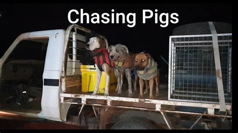 Chasing Pigs With Dogs 2020 Australia - YouTube