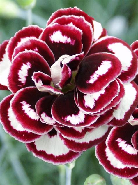 Dianthus Horatio | Bluestone Perennials