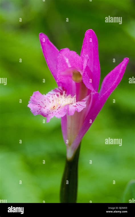 Arethusa orchid (Arethusa bulbosa Stock Photo - Alamy