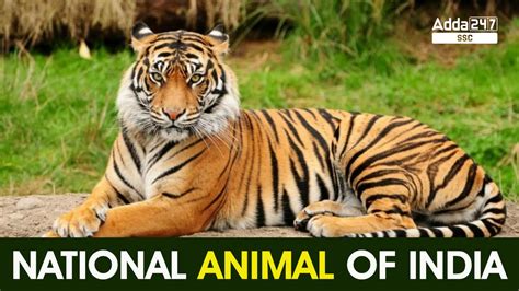 National Animal of India: Royal Bengal Tiger