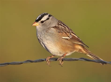 White-crowned Sparrow (Gambel's) - eBird