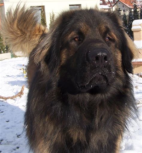 Sad Leonberger dog photo and wallpaper. Beautiful Sad Leonberger dog ...