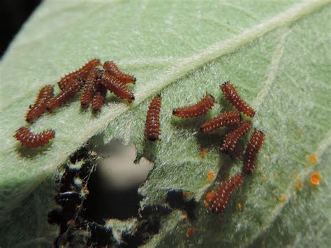 Pipevine Swallowtail Caterpillars (2nd instar) | Project Noah