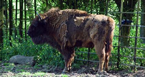 North American Bison Diet - dallasgala