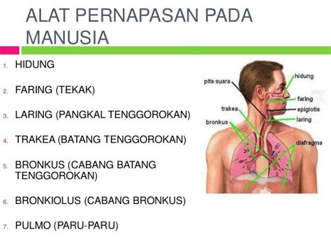 Presentasi sistem pernapasan