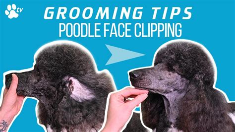 How to clip a standard poodle’s face | Grooming Tips – TRANSGROOM ...