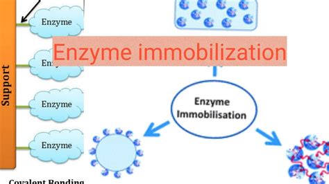 Enzyme immobilization - YouTube