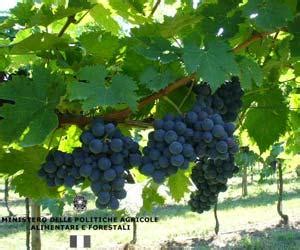 Montepulciano Wine Information