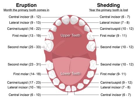 Baby teeth: the age they fall out, the sequence of losing them and some useful tips | FindMyKids ...