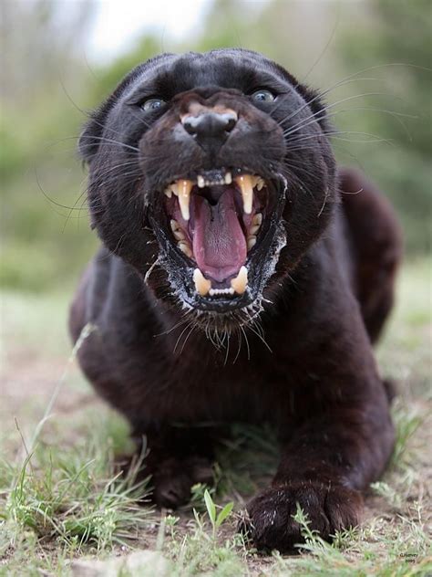 Angry Panther | Panteras felino, Pantera animales, Felinos