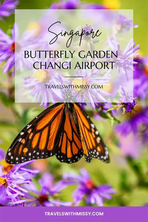 Butterfly Garden Changi Airport: A Breathtaking Oasis in a Bustling Hub - Travels With Missy