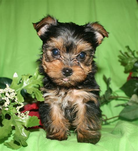 Nice female Yorkie born 9-19-14 | Yorkie puppy for sale, Yorkie breeders, Yorkie