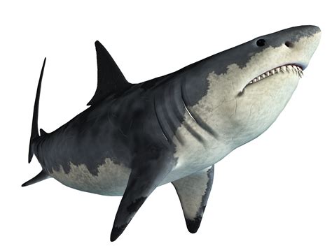 Shark Jaws Tadzio - shark png download - 2500*1875 - Free Transparent Shark png Download. - Clip ...