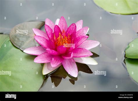 Lotus flower, Thailand monastery Stock Photo - Alamy