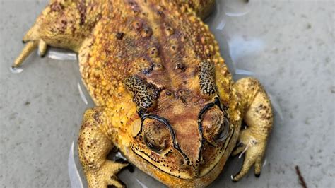 The discovery of an Asian black-spined toad has been confirmed in ...