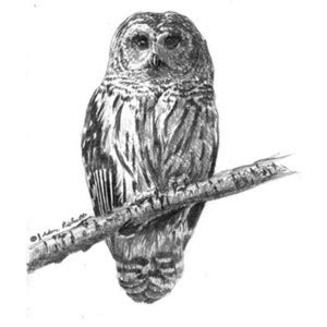 Download Barred Owl clipart for free - Designlooter 2020 👨‍🎨