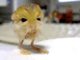 Pygmy Jerboa GIF - Find & Share on GIPHY