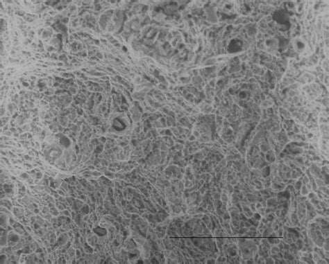 A completely ductile fracture surface in the totally ductile range.... | Download Scientific Diagram