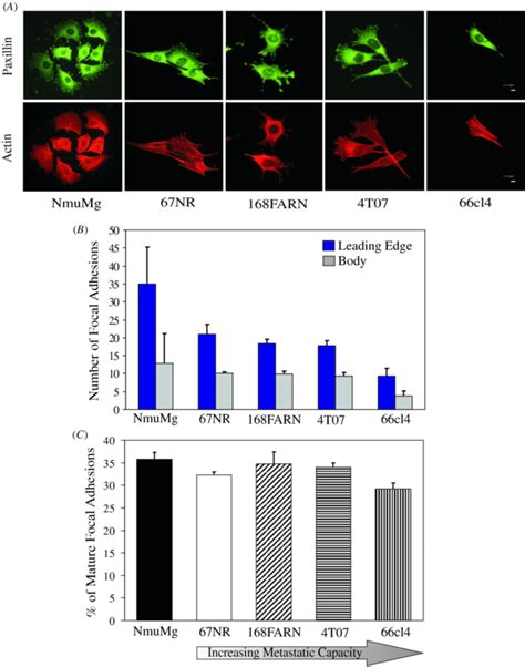 The number of focal adhesion proteins at the leading edge decreases... | Download Scientific Diagram