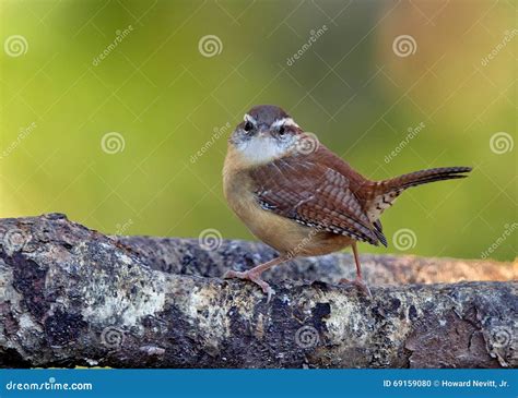 Carolina Wren stock photo. Image of carolina, white, feathers - 69159080