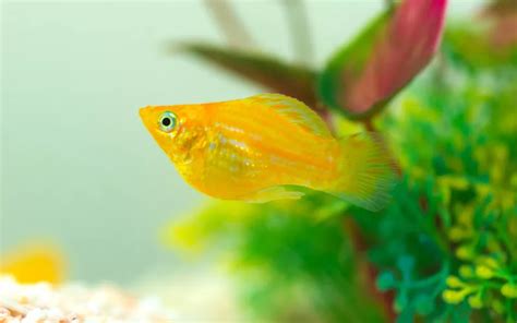 25 Sailfin Molly Tank Mates (With Pictures) - AquariumNexus