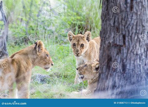 Three Lion Cubs Stock Photos - Image: 31808713